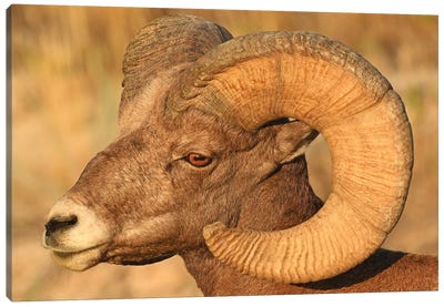 Bighorn Ram Head Profile Canvas Art Print - Rams