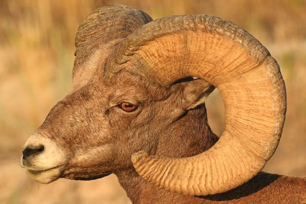 Brian Wolf: Bighorn Ram Head Profile by Brian Wolf