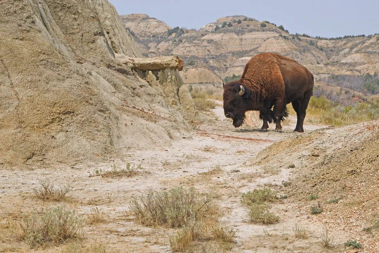 Buck Hill Bison - Theodore Roosevelt NP