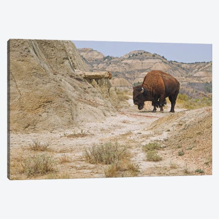 Buck Hill Bison - Theodore Roosevelt NP Canvas Print #BWF640} by Brian Wolf Canvas Wall Art