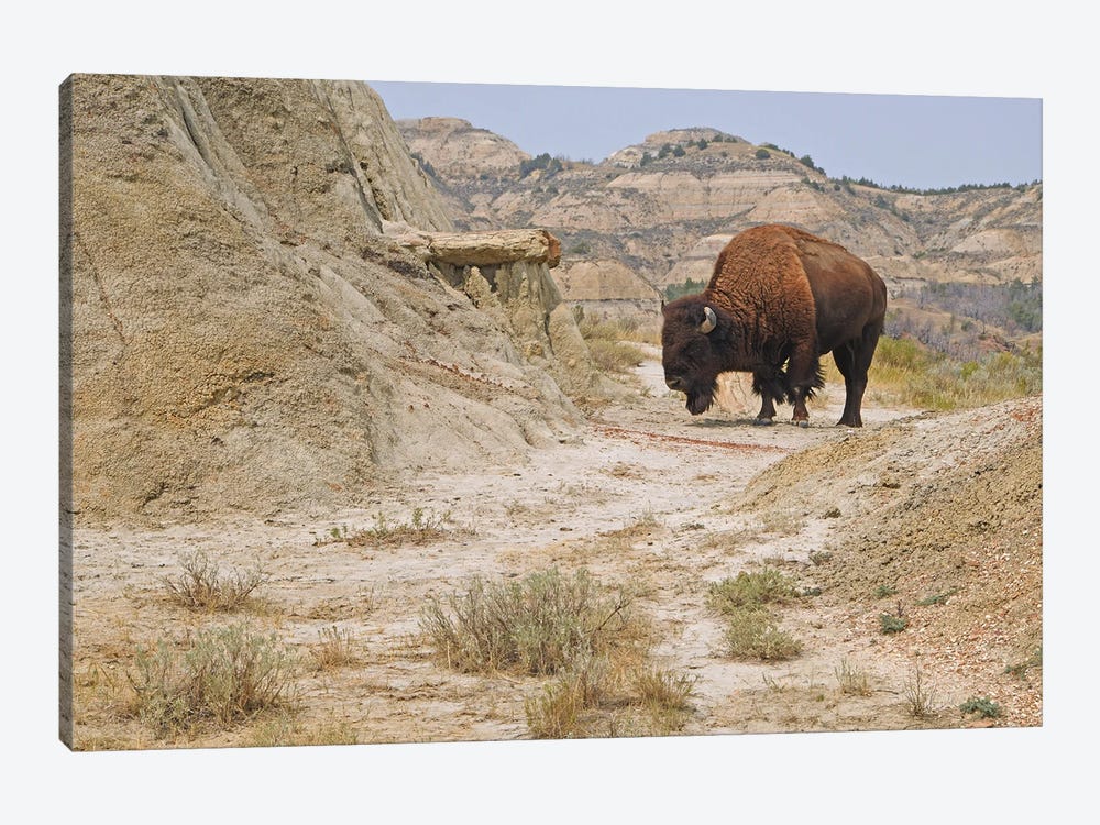Buck Hill Bison - Theodore Roosevelt NP by Brian Wolf 1-piece Canvas Art Print