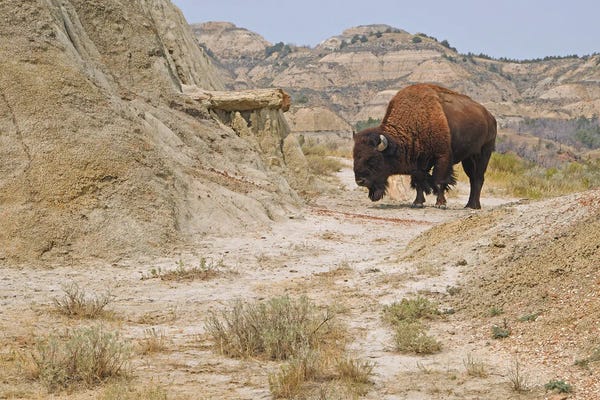 Bison & Buffaloes: Buck Hill Bison - Theodore Roosevelt NP by Brian Wolf