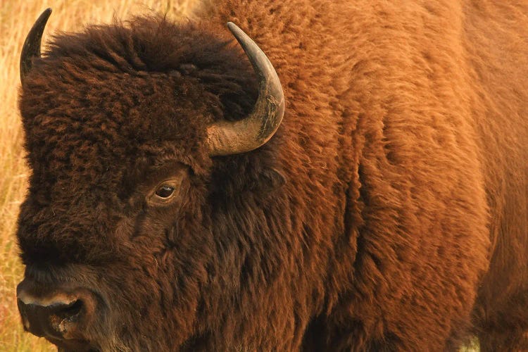 Up Close Bison