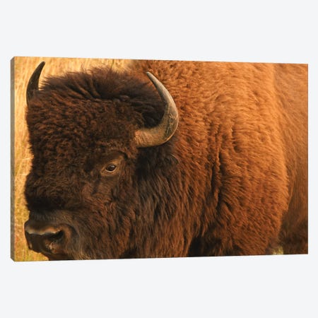 Up Close Bison Canvas Print #BWF641} by Brian Wolf Canvas Art