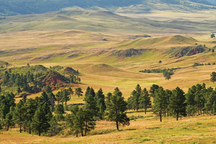 Custer State Park - South Dakota