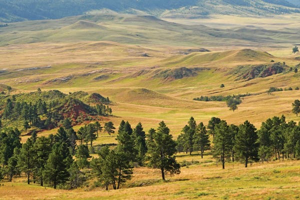 South Dakota: Custer State Park - South Dakota by Brian Wolf
