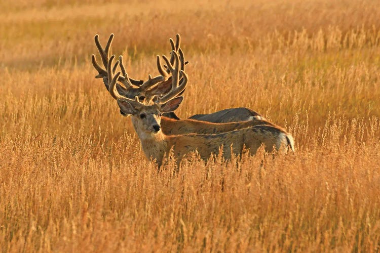 Antlers - Mule Deer Bucks