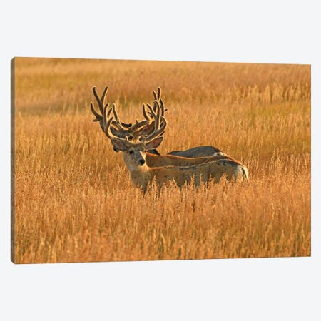 Antlers - Mule Deer Bucks Canvas Print #BWF645} by Brian Wolf Canvas Print