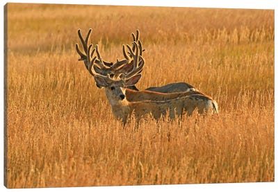 Antlers - Mule Deer Bucks Canvas Art Print - Brian Wolf