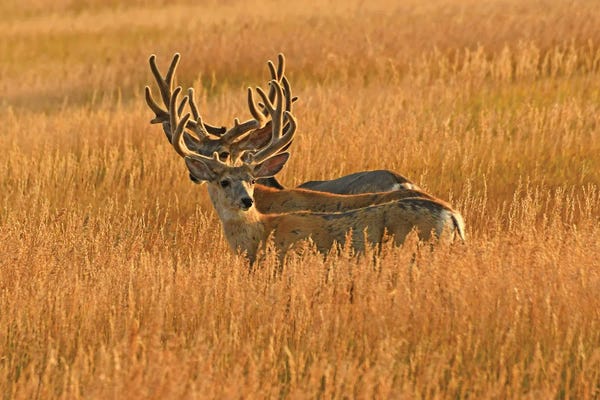 Brian Wolf: Antlers - Mule Deer Bucks by Brian Wolf