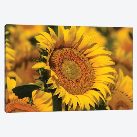Sunflower Yellows Canvas Print #BWF646} by Brian Wolf Canvas Print