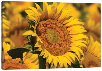 Sunflower Yellows Canvas Art Print - Brian Wolf