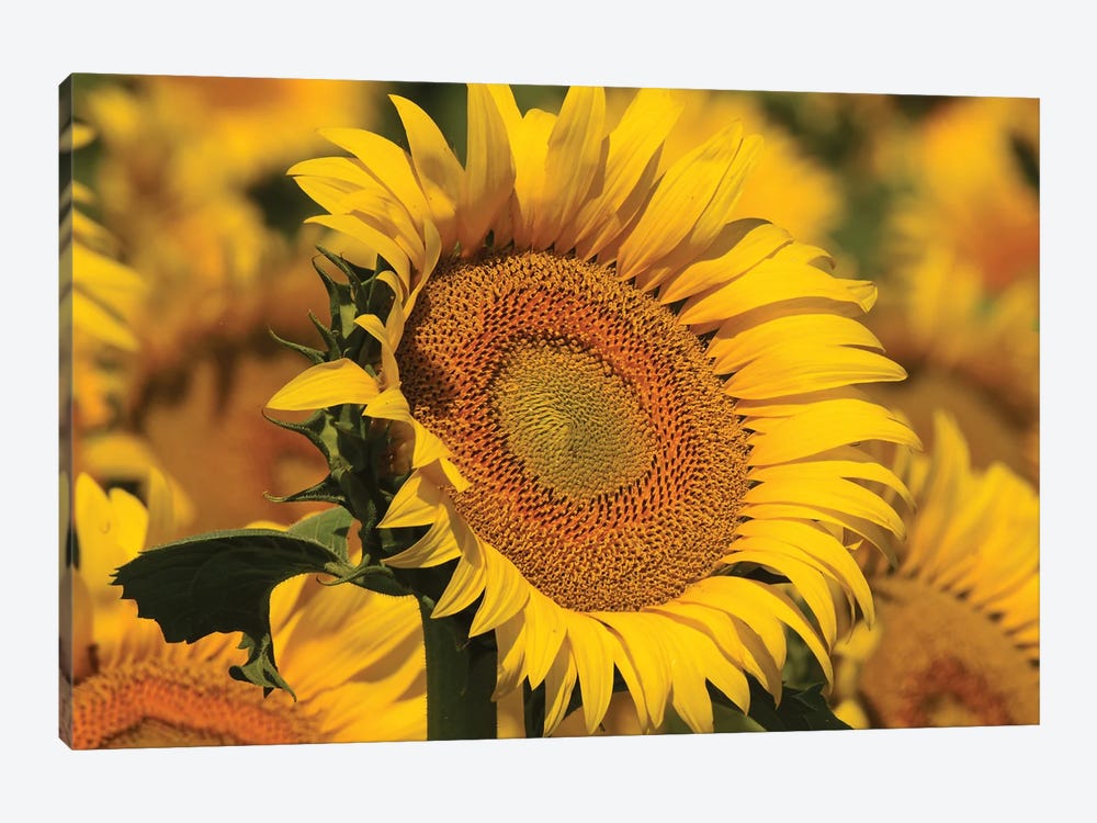 Sunflower Yellows by Brian Wolf 1-piece Art Print