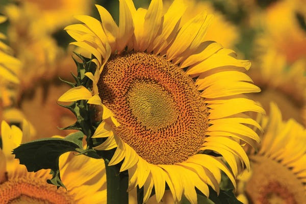 Fine Art Print: Sunflower Yellows by Brian Wolf