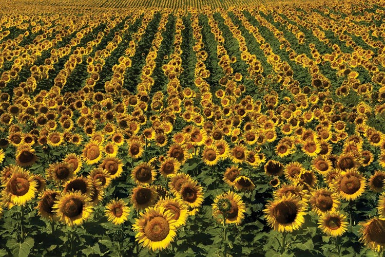 Endless Sunflowers