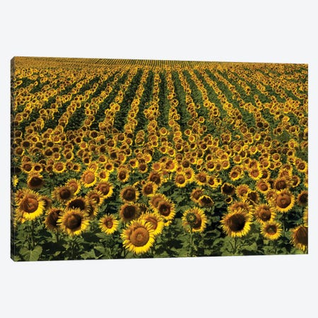 Endless Sunflowers Canvas Print #BWF647} by Brian Wolf Canvas Art Print