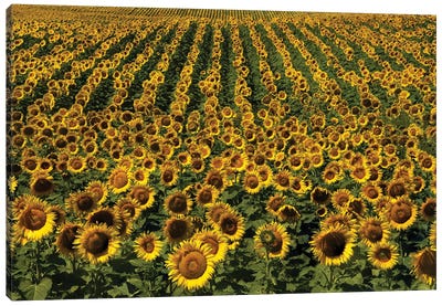 Endless Sunflowers Canvas Art Print - Brian Wolf