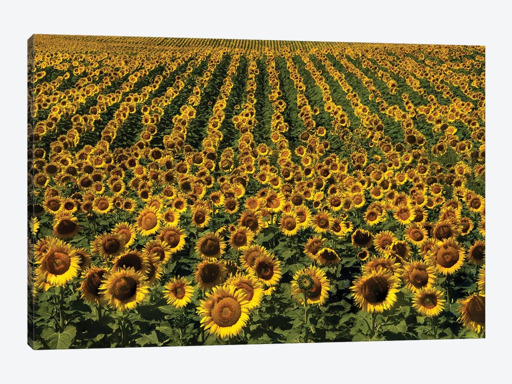 Endless Sunflowers by Brian Wolf 1-piece Canvas Art
