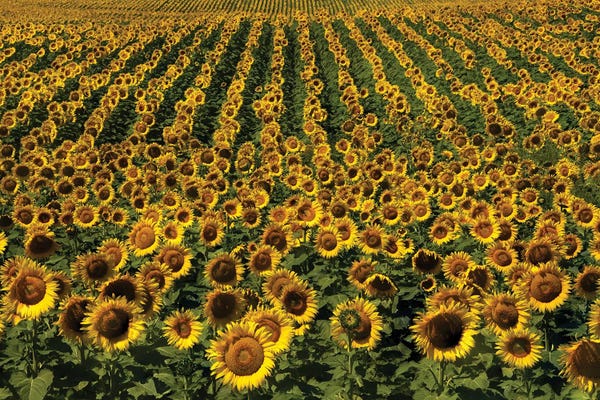 Fine Art Print: Endless Sunflowers by Brian Wolf