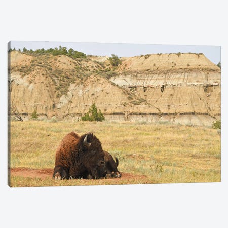 Bison At Theodore Roosevelt National Park Canvas Print #BWF648} by Brian Wolf Canvas Artwork
