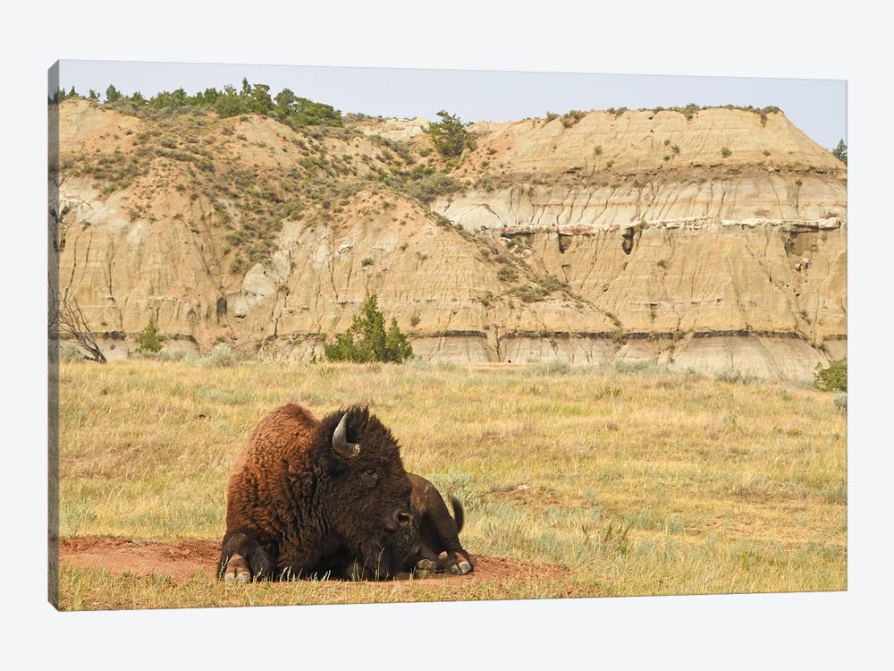 Bison At Theodore Roosevelt National Park by Brian Wolf 1-piece Canvas Print