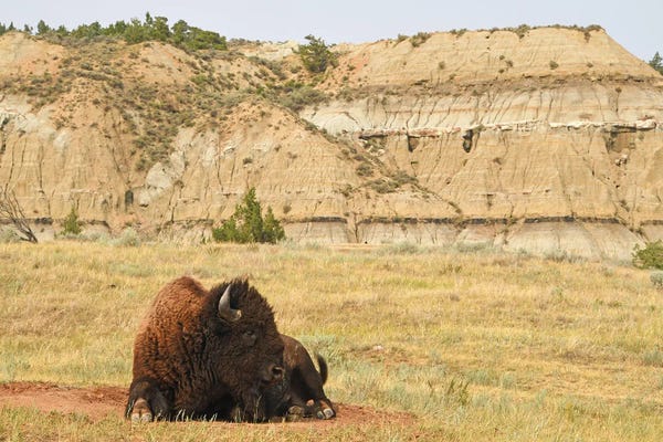 Brian Wolf: Bison At Theodore Roosevelt National Park by Brian Wolf