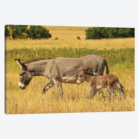 Burro And Colt - Custer State Park Canvas Print #BWF649} by Brian Wolf Canvas Artwork