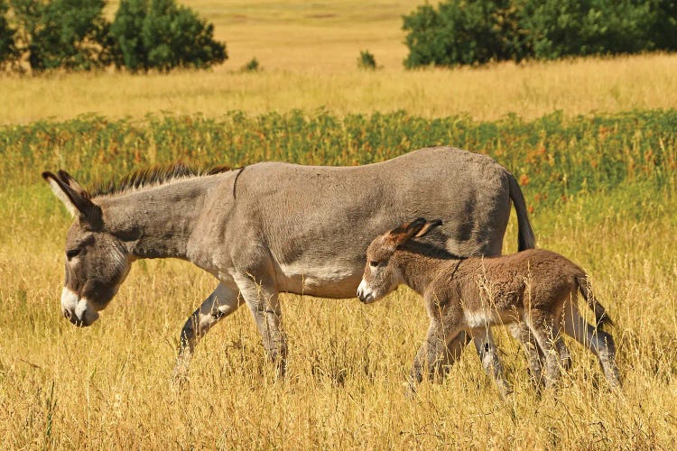 Burro And Colt - Custer State Park