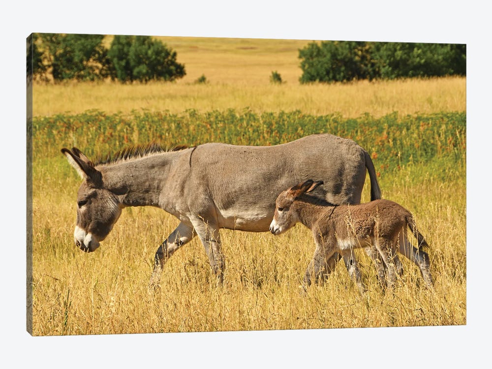 Burro And Colt - Custer State Park by Brian Wolf 1-piece Canvas Art