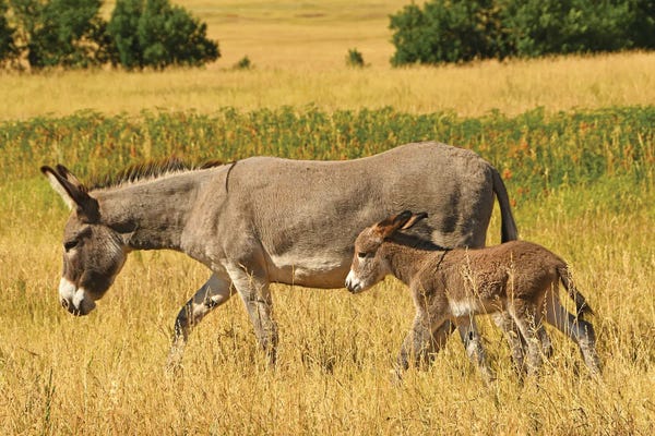 Brian Wolf: Burro And Colt - Custer State Park by Brian Wolf