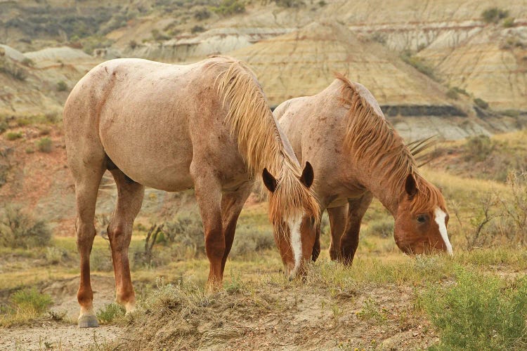 Trooper And Alluvium - Theodore Roosevelt NP