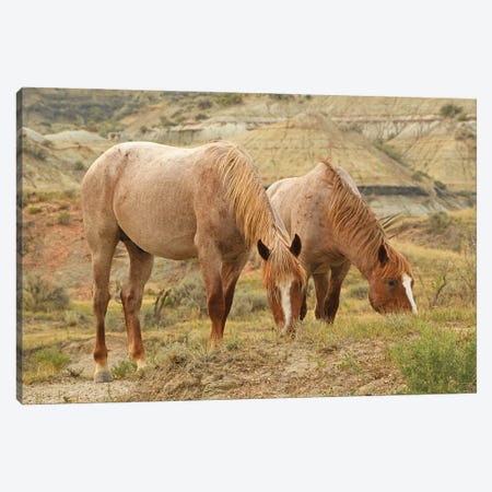 Trooper And Alluvium - Theodore Roosevelt NP Canvas Print #BWF650} by Brian Wolf Art Print