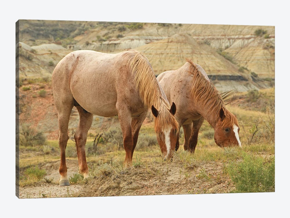 Trooper And Alluvium - Theodore Roosevelt NP by Brian Wolf 1-piece Canvas Wall Art