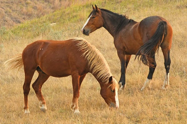 Brian Wolf: Amargo And Anzar - Theodore Roosevelt NP by Brian Wolf