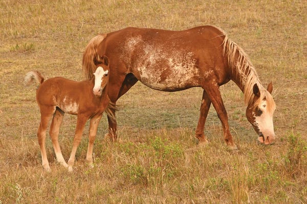 Brian Wolf: Dolly And Oakley - Theodore Roosevelt NP by Brian Wolf