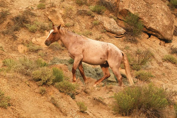 Brian Wolf: Alluvium - Theodore Roosevelt NP by Brian Wolf