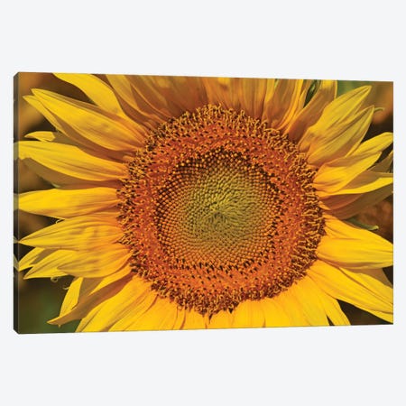 Sunflower Burst Canvas Print #BWF660} by Brian Wolf Canvas Art