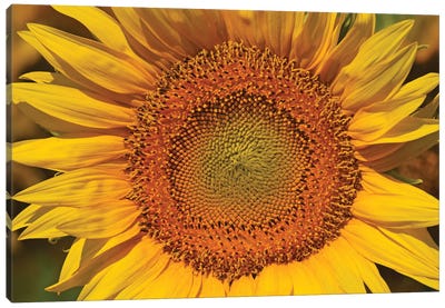Sunflower Burst Canvas Art Print - Brian Wolf