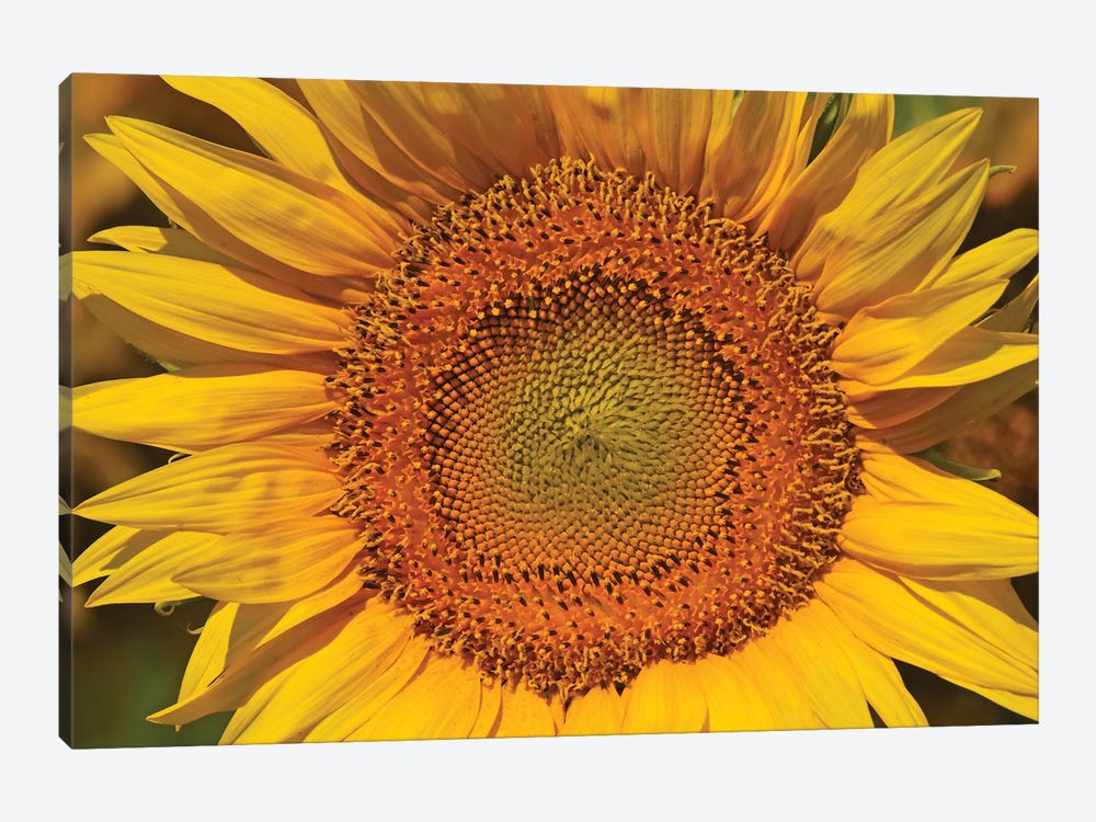 Sunflower Burst by Brian Wolf 1-piece Art Print