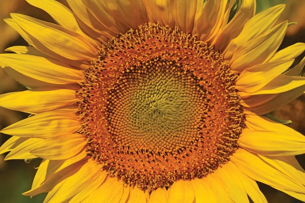 Fine Art Print: Sunflower Burst by Brian Wolf