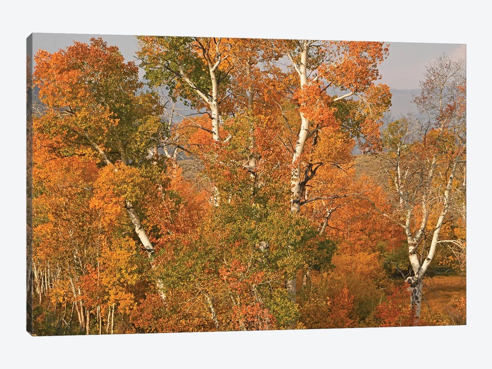 Aspens In Lamar Valley by Brian Wolf 1-piece Canvas Art