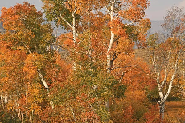 Aspen Trees: Aspens In Lamar Valley by Brian Wolf