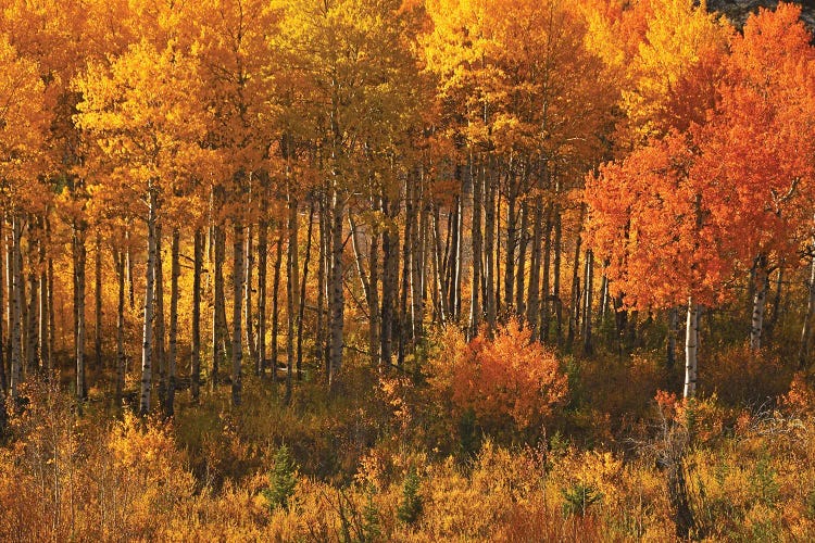 Aspens On Chief Joseph Highway