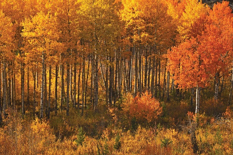 Aspens On Chief Joseph Highway by Brian Wolf wall art