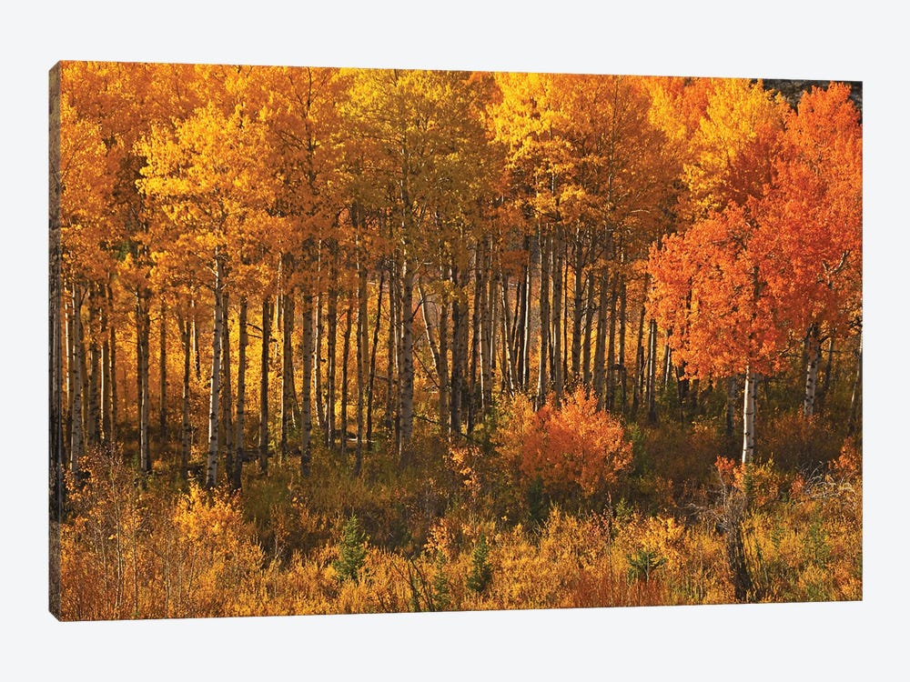 Aspens On Chief Joseph Highway by Brian Wolf 1-piece Canvas Wall Art