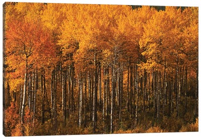 Autumn Colors On Chief Joseph Highway Canvas Art Print - Aspen Tree Art