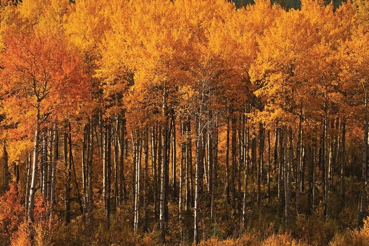 Autumn Colors On Chief Joseph Highway by Brian Wolf wall art