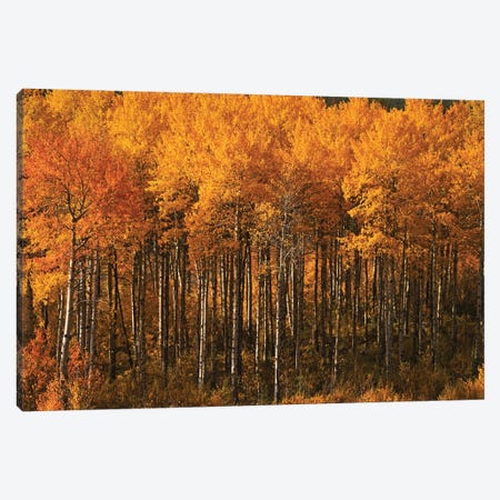Autumn Colors On Chief Joseph Highway Canvas Print #BWF665} by Brian Wolf Canvas Art Print