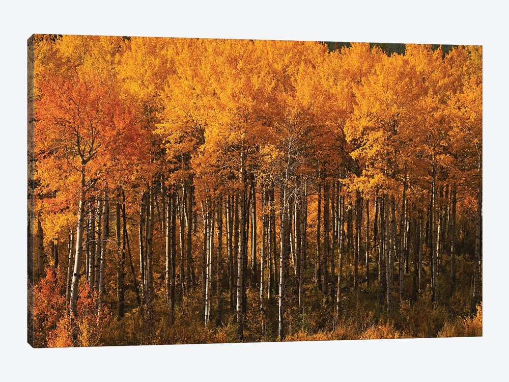 Autumn Colors On Chief Joseph Highway by Brian Wolf 1-piece Canvas Artwork