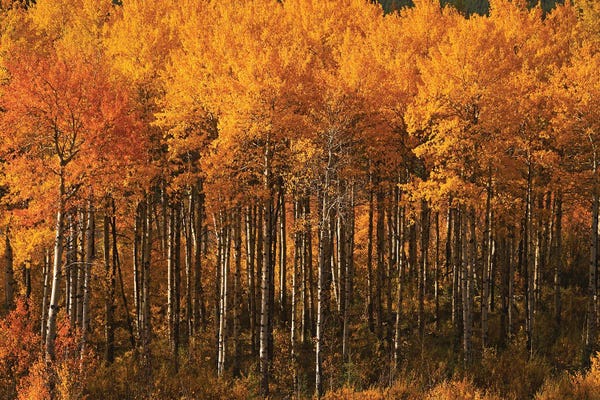 Aspen Trees: Autumn Colors On Chief Joseph Highway by Brian Wolf